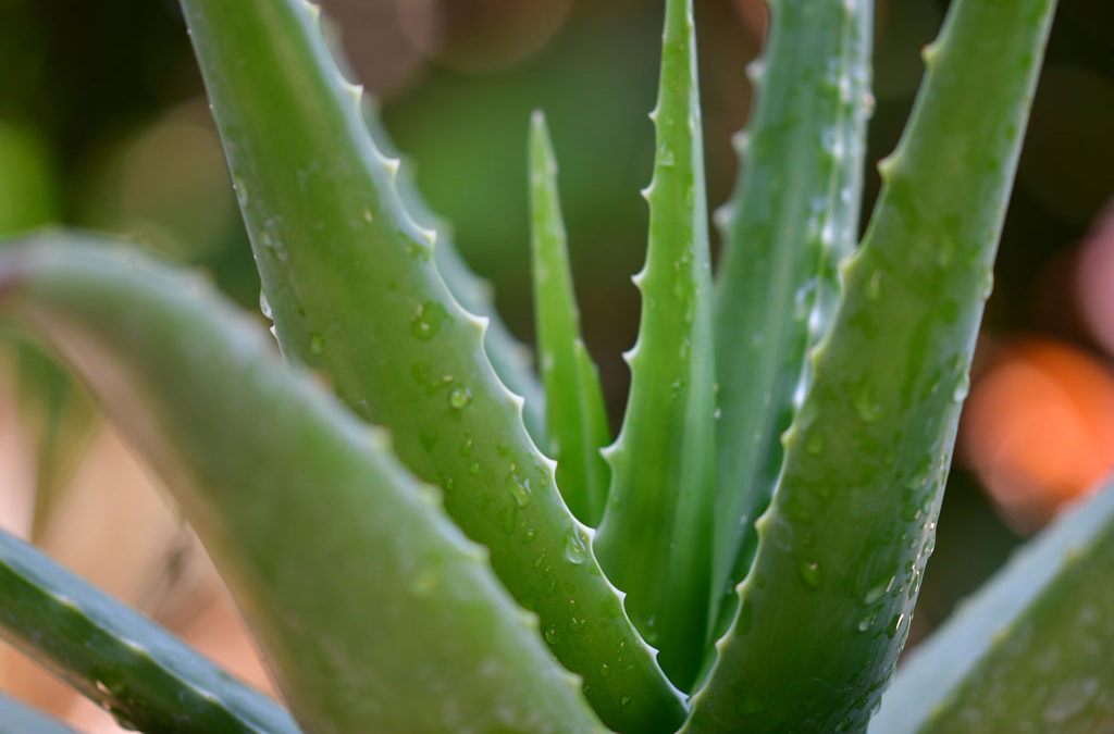 La vitamina C puede fortalecer tus defensas
