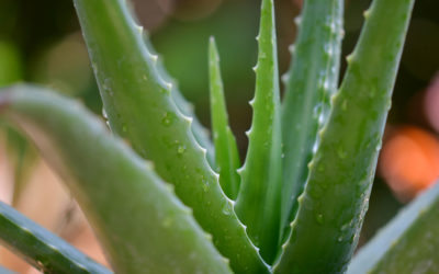 La vitamina C puede fortalecer tus defensas